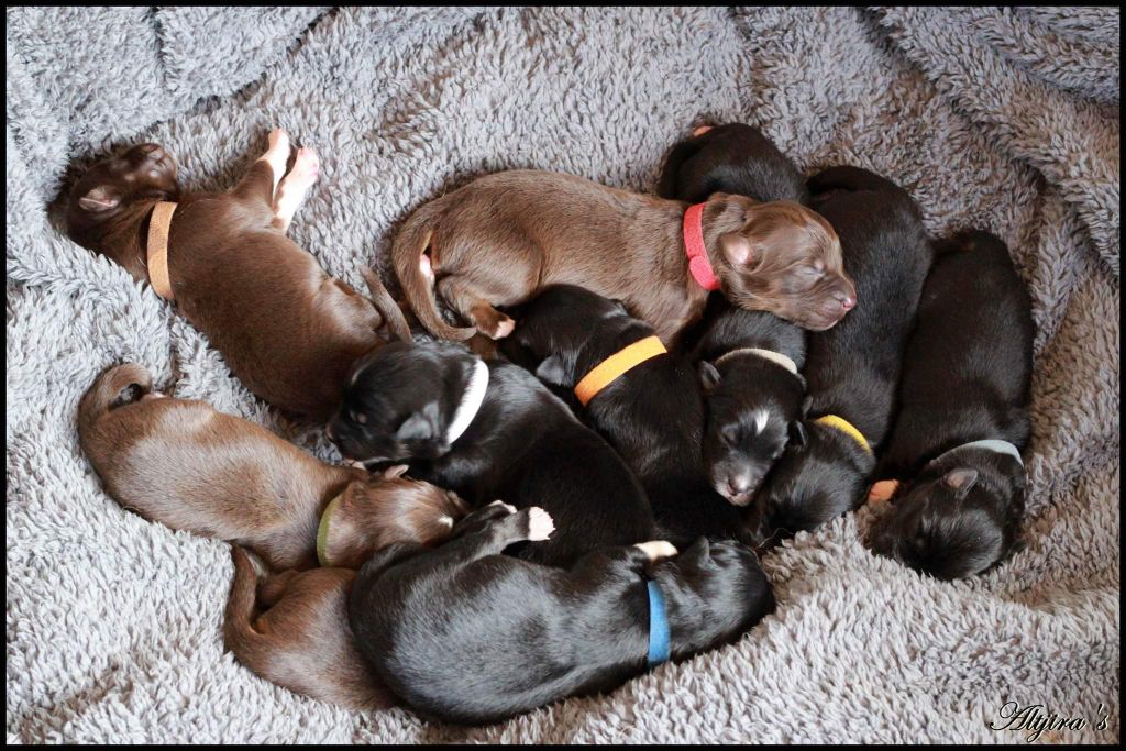 Chiot Berger Australien Altjira's